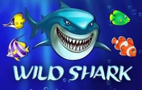 Wild Shark